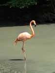 Flamingo photo